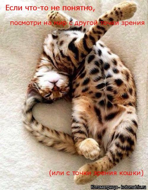 Лучшие котоматрицы недели