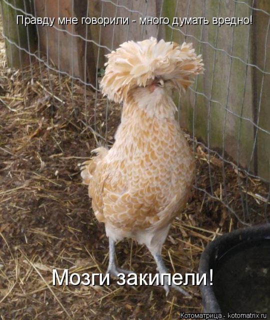 Лучшие котоматрицы недели