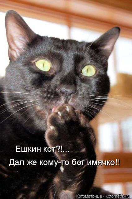 Лучшие котоматрицы недели