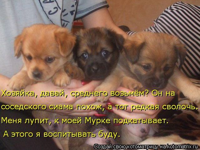 Лучшие котоматрицы недели