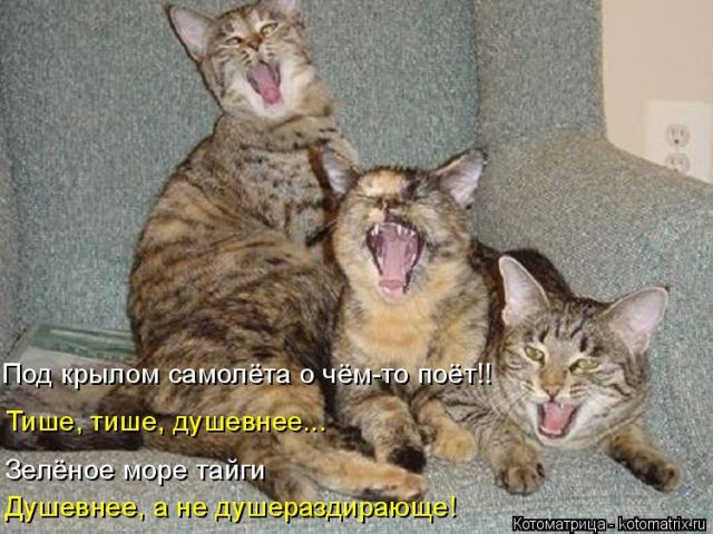 Лучшие котоматрицы недели