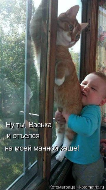 Лучшие котоматрицы недели