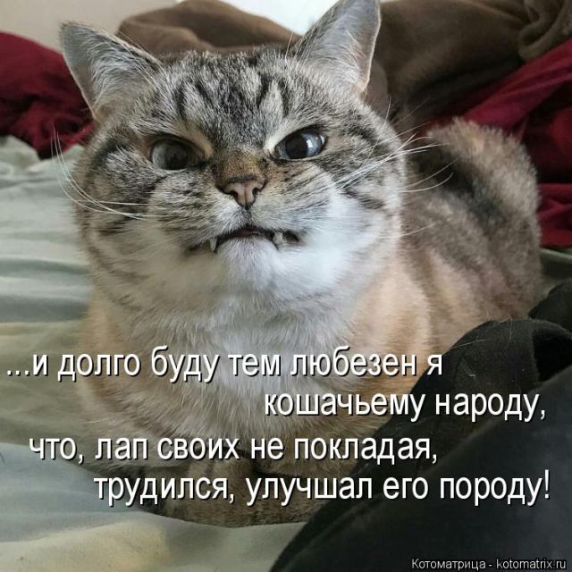 Лучшие котоматрицы недели