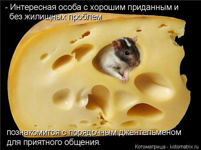 Лучшие котоматрицы недели