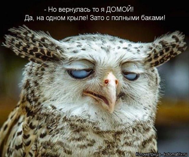 Лучшие котоматрицы недели