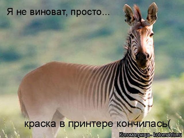 Лучшие котоматрицы недели