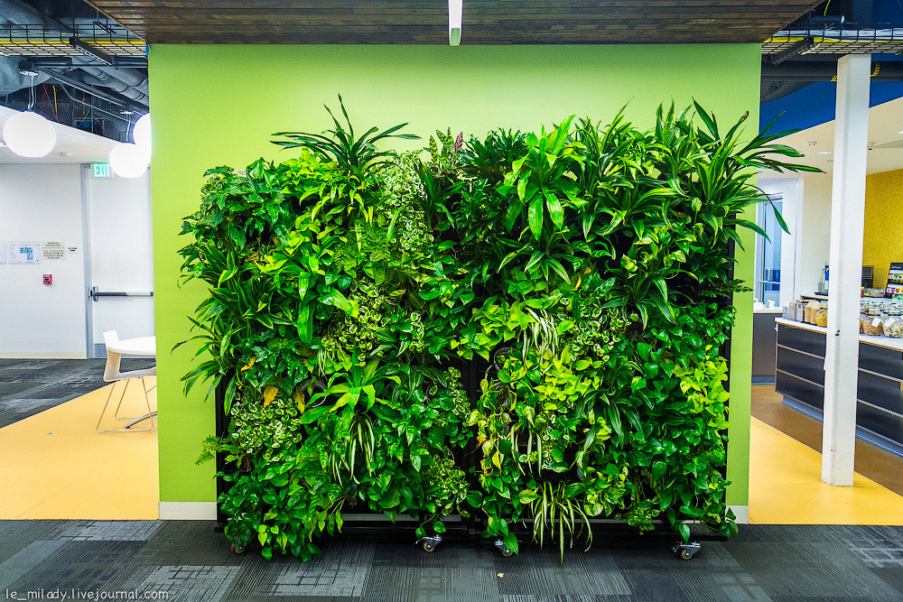 Офис Google в Силиконовой долине