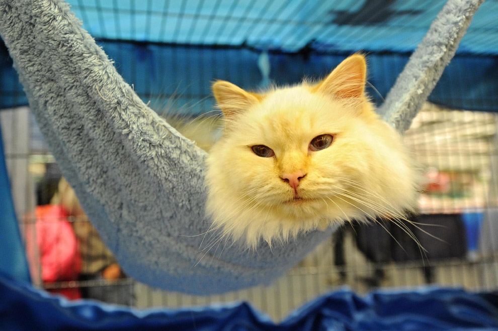 Животные в фотографиях