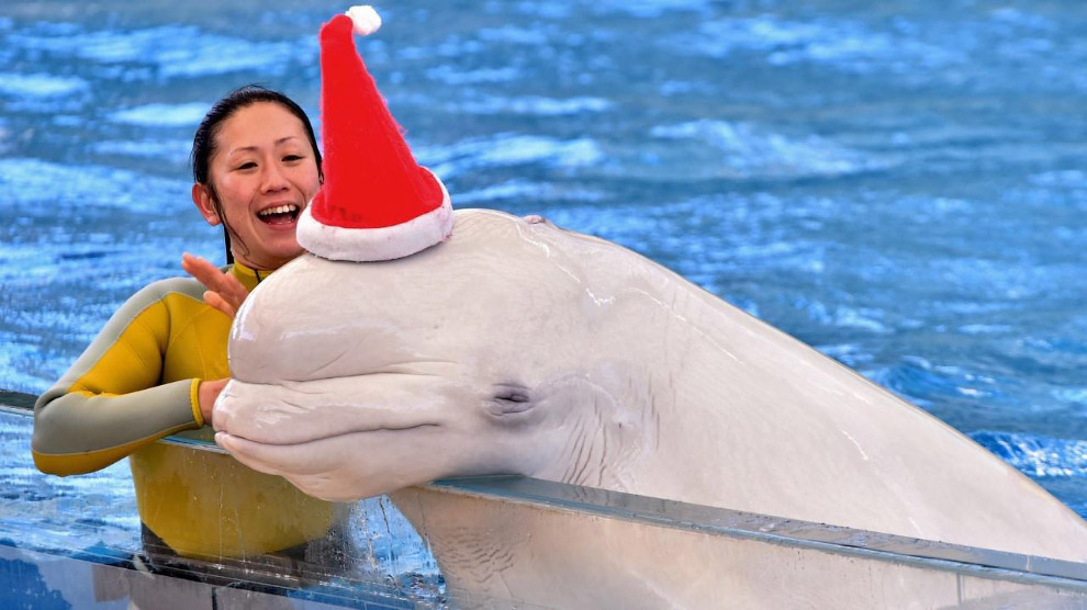 Животные в фотографиях