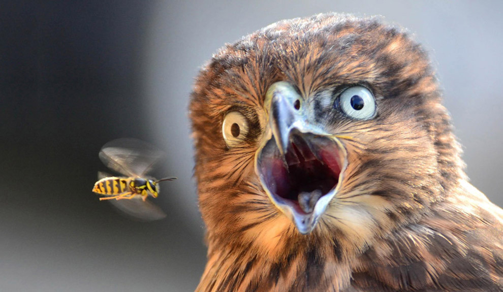 Животные в фотографиях