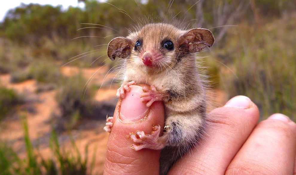 Животные в фотографиях