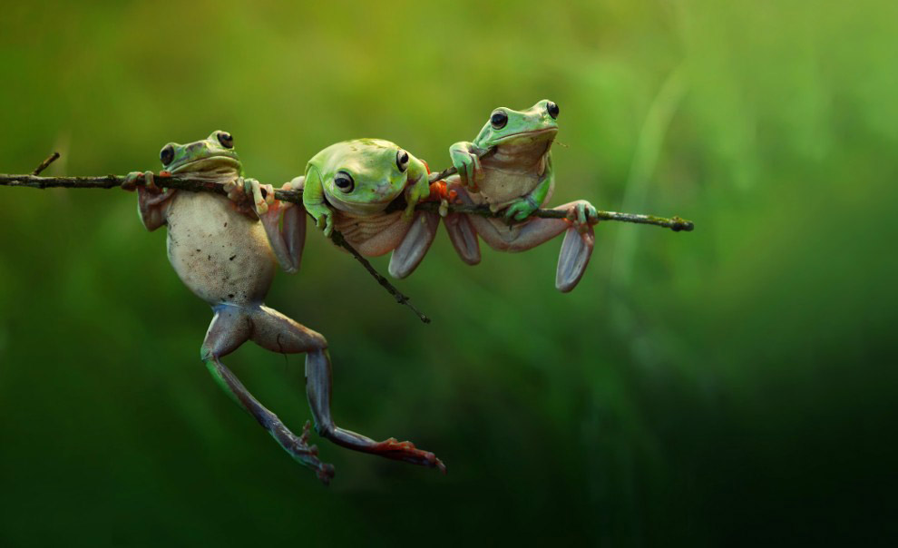 Животные в фотографиях