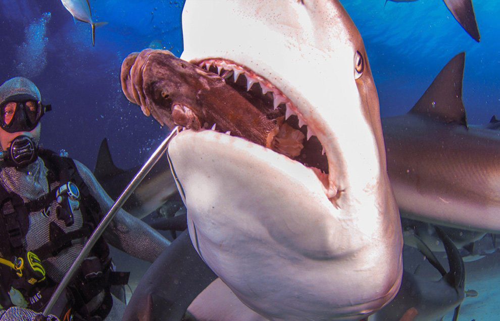 Животные в фотографиях