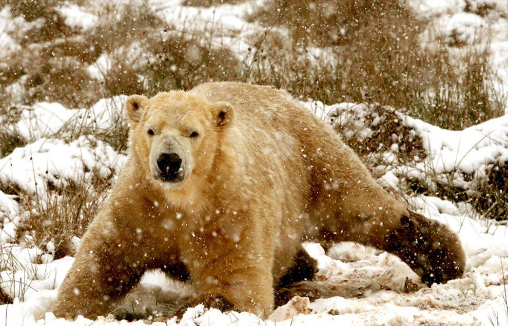 Животные в фотографиях