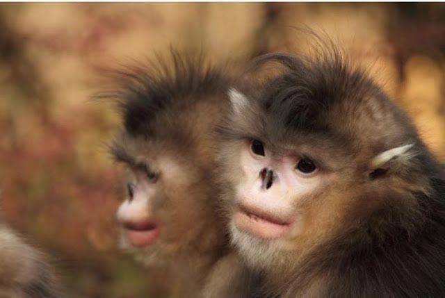 Животные с необычной внешностью