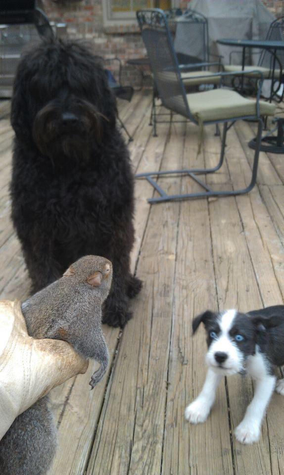 Прикольные картинки