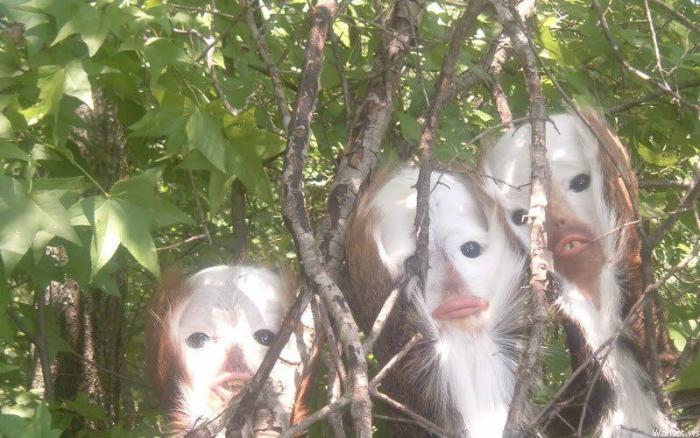 Прикольные картинки