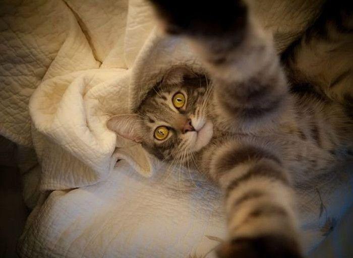 Прикольные картинки