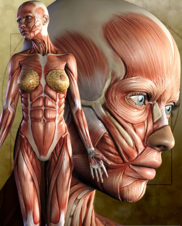 Ошибки эволюции в развитии человека (11 фото) Ошибки эволюции в развитии человека (11 фото)