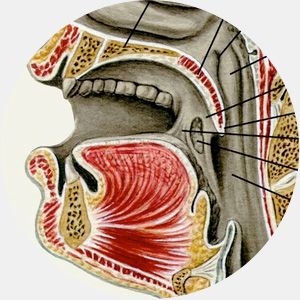 Ошибки эволюции в развитии человека (11 фото) Ошибки эволюции в развитии человека (11 фото)