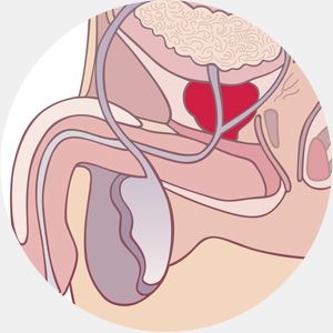 Ошибки эволюции в развитии человека (11 фото) Ошибки эволюции в развитии человека (11 фото)