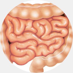 Ошибки эволюции в развитии человека (11 фото) Ошибки эволюции в развитии человека (11 фото)