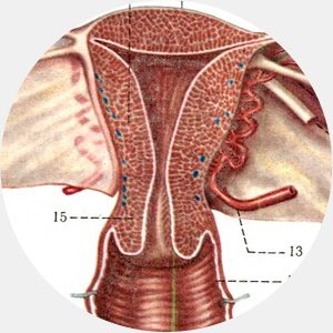 Ошибки эволюции в развитии человека (11 фото) Ошибки эволюции в развитии человека (11 фото)