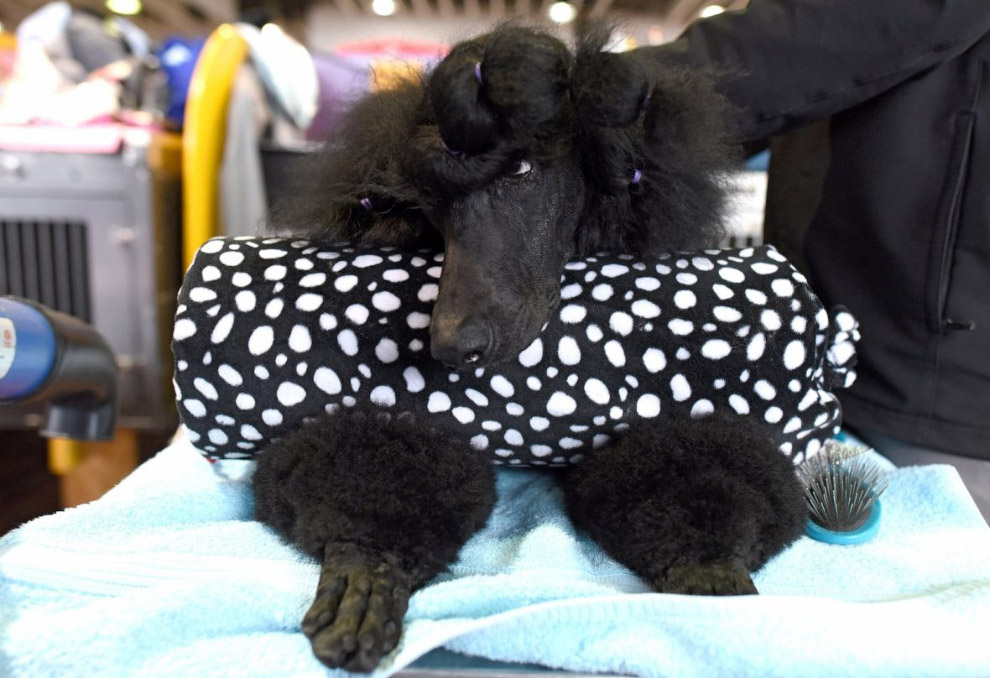 Конкурс собачьей красоты: Westminster Kennel Club 2018 Конкурс собачьей красоты: Westminster Kennel Club 2018