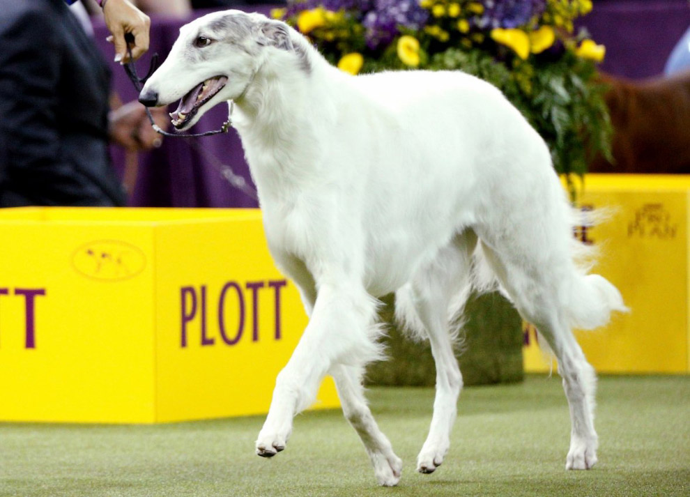 Конкурс собачьей красоты: Westminster Kennel Club 2018 Конкурс собачьей красоты: Westminster Kennel Club 2018
