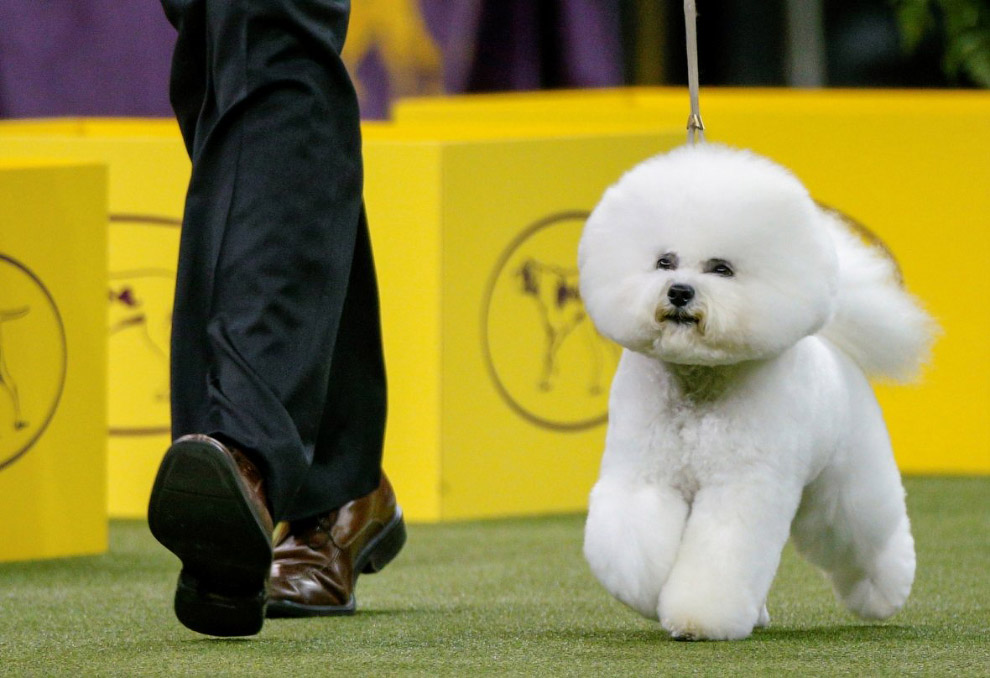 Конкурс собачьей красоты: Westminster Kennel Club 2018 Конкурс собачьей красоты: Westminster Kennel Club 2018