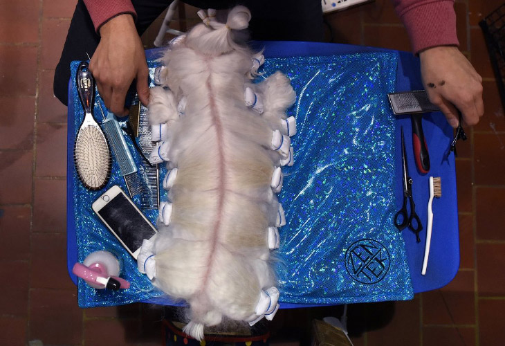 Конкурс собачьей красоты: Westminster Kennel Club 2018 Конкурс собачьей красоты: Westminster Kennel Club 2018