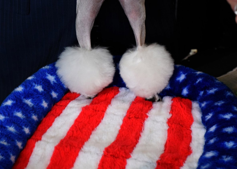 Конкурс собачьей красоты: Westminster Kennel Club 2018 Конкурс собачьей красоты: Westminster Kennel Club 2018