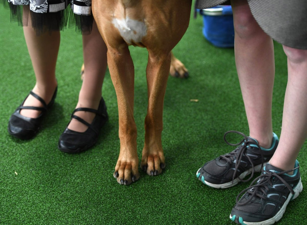 Конкурс собачьей красоты: Westminster Kennel Club 2018 Конкурс собачьей красоты: Westminster Kennel Club 2018