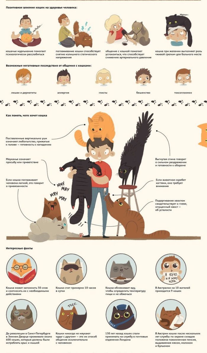 Иконографика о кошках