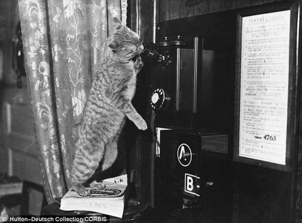 Коты «доинтернетного» периода