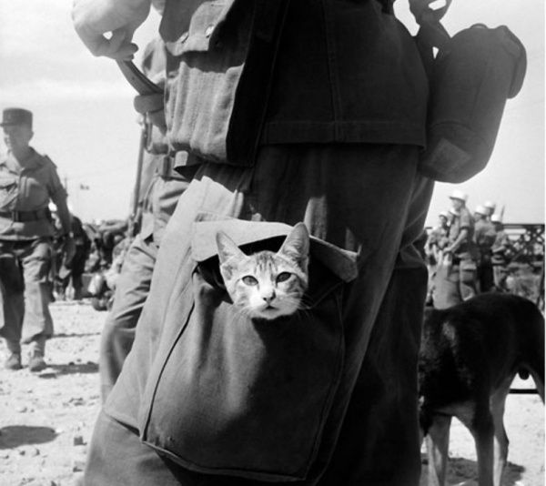 Коты «доинтернетного» периода