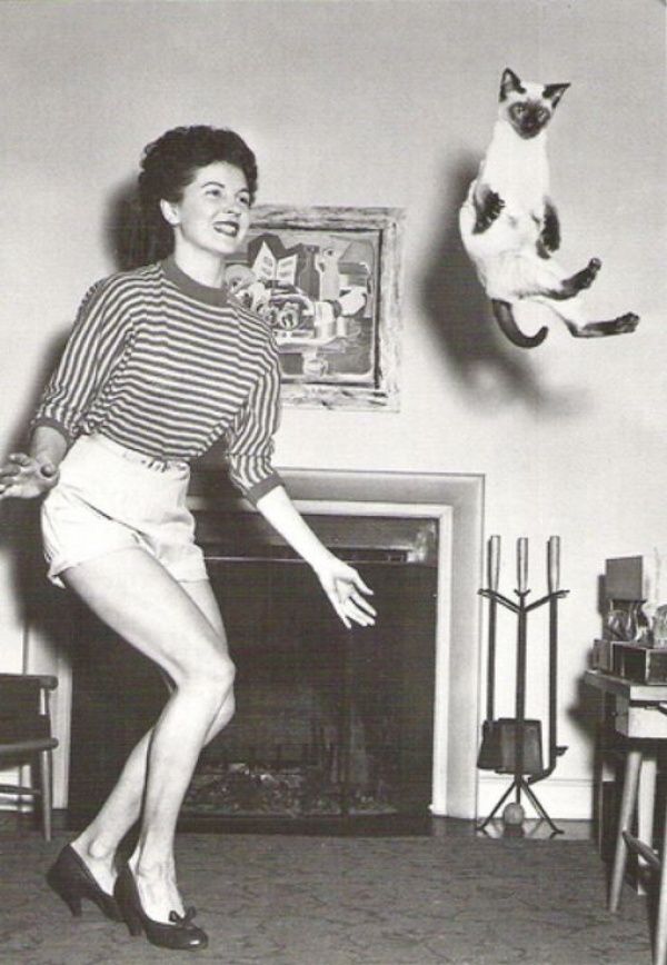 Коты «доинтернетного» периода