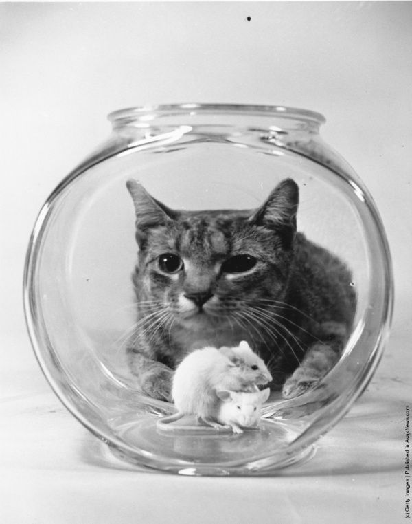 Коты «доинтернетного» периода