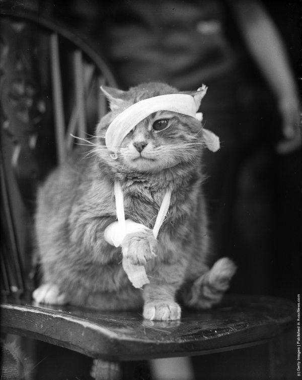 Коты «доинтернетного» периода