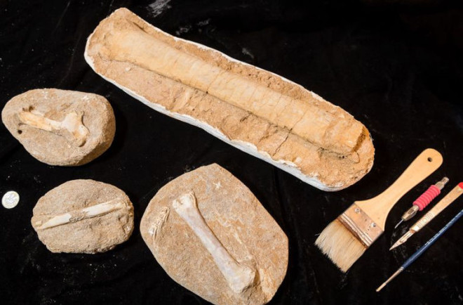 Ученые выяснили, кто был главным на планете 200 млн лет назад