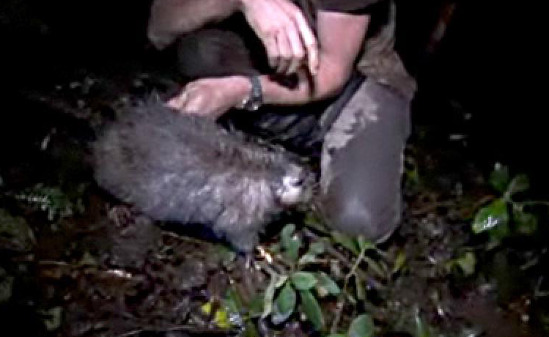 Крысы-гиганты Крысы-гиганты