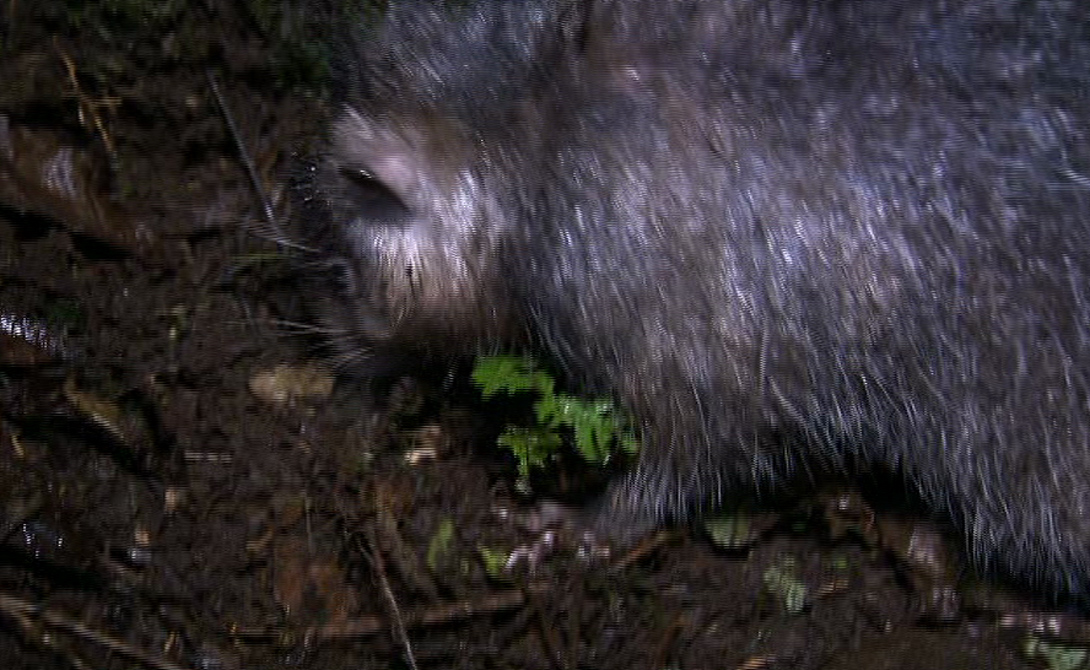 Крысы-гиганты Крысы-гиганты