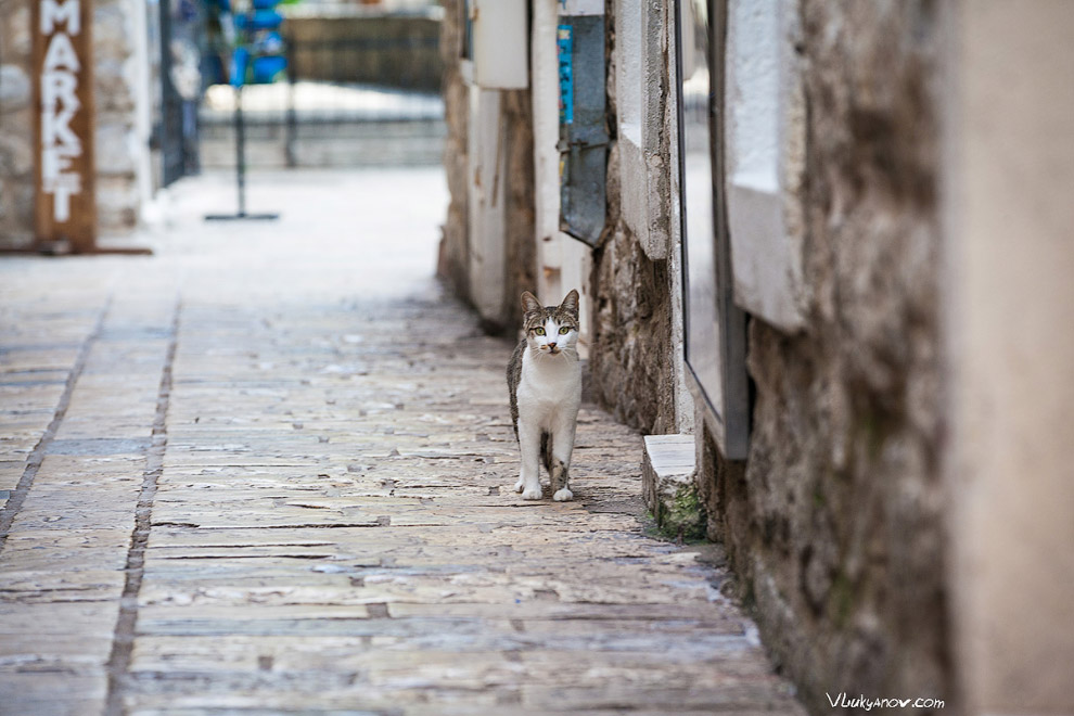 Черногорские коты