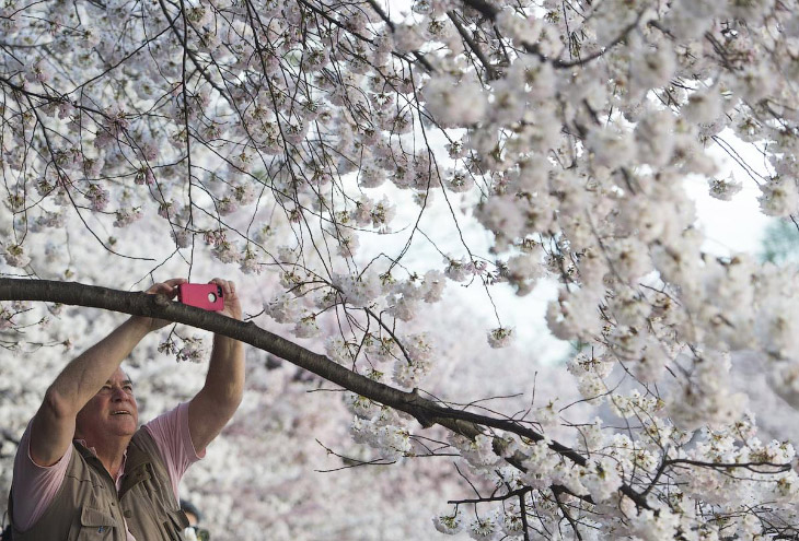 Цветение вишни