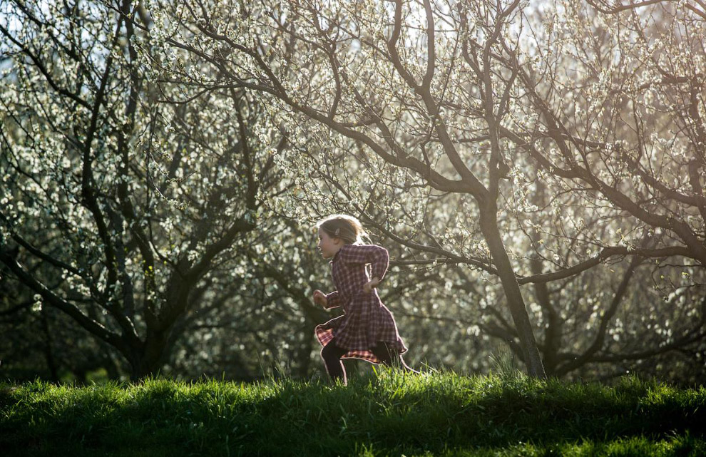 Цветение вишни