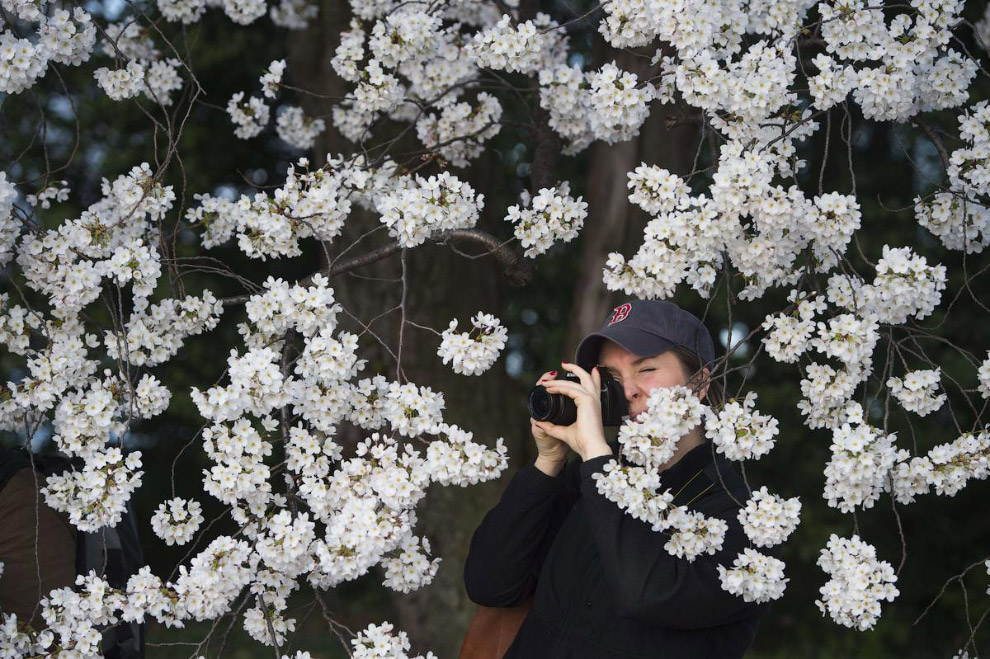 Цветение вишни