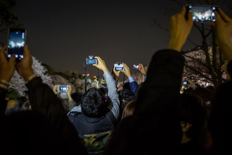 Цветение вишни