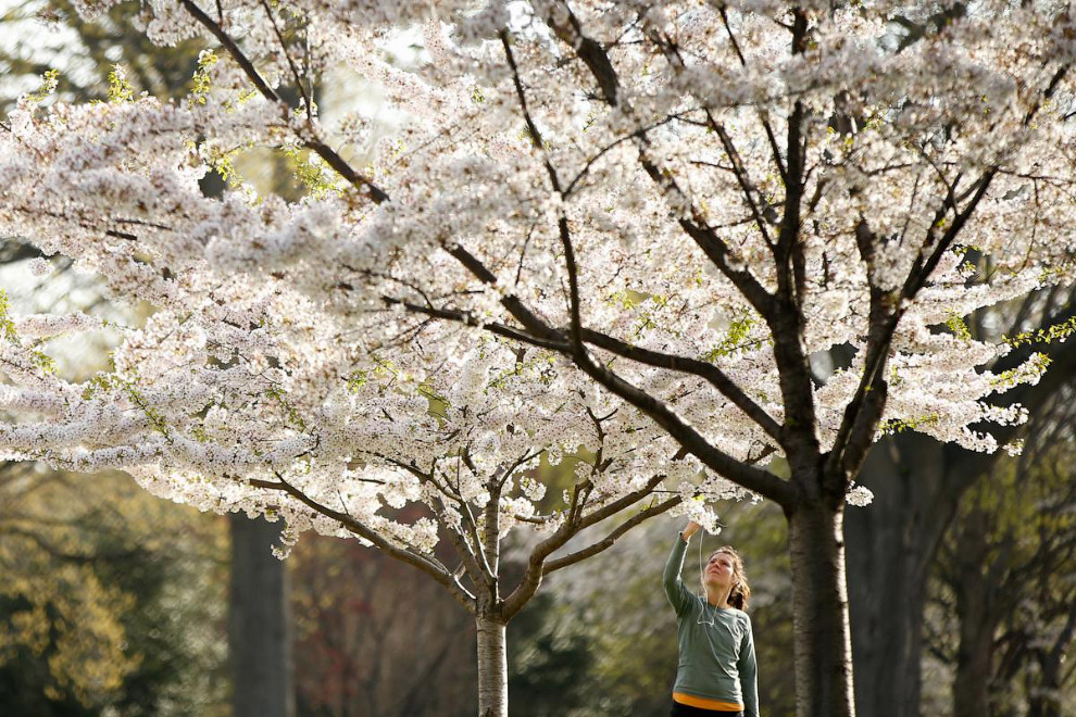 Цветение вишни