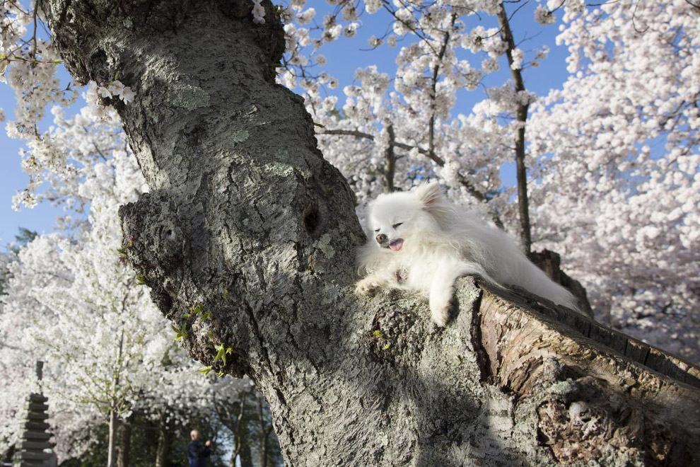 Цветение вишни
