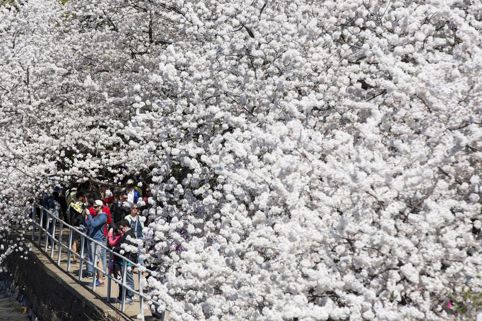 Цветение вишни